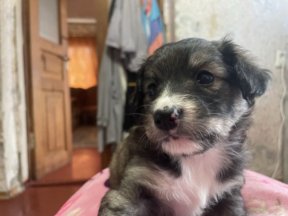 Безкоштовно віддам малечу