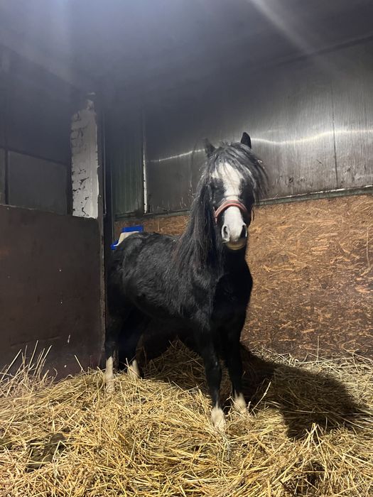 Śliczny kuc mix walijski