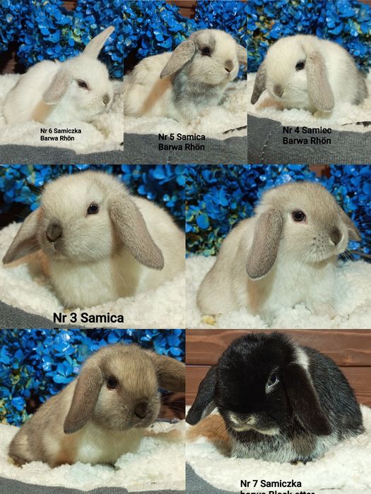 Mini Lop baranek karzełek baranek miniaturowy