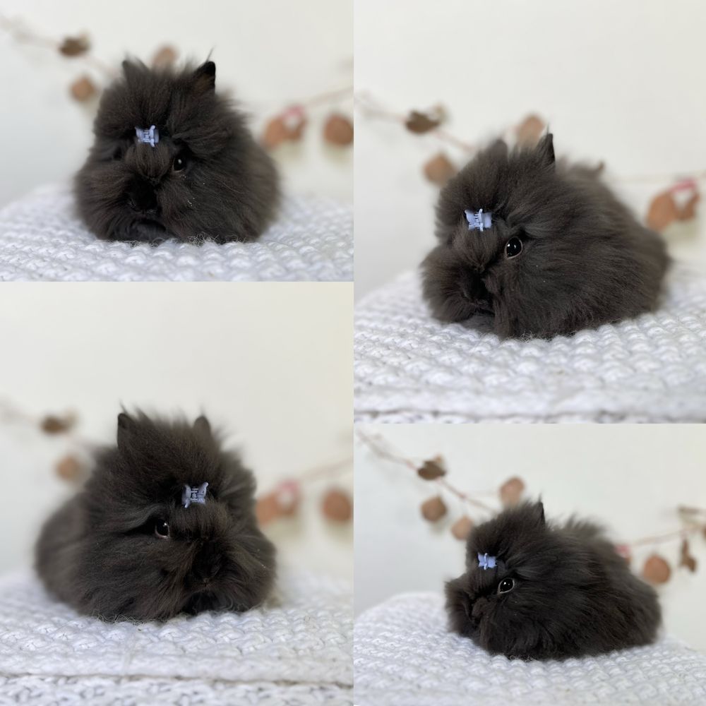 Króliczki Karzełki Teddy,Niderlandzkie,Mini lop Zarejestrowana hodowla