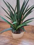 Sansevieria 'Amazon Green'