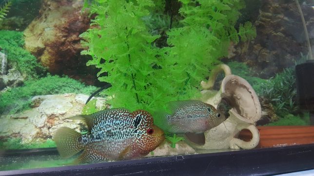 Flowerhorn fish with style