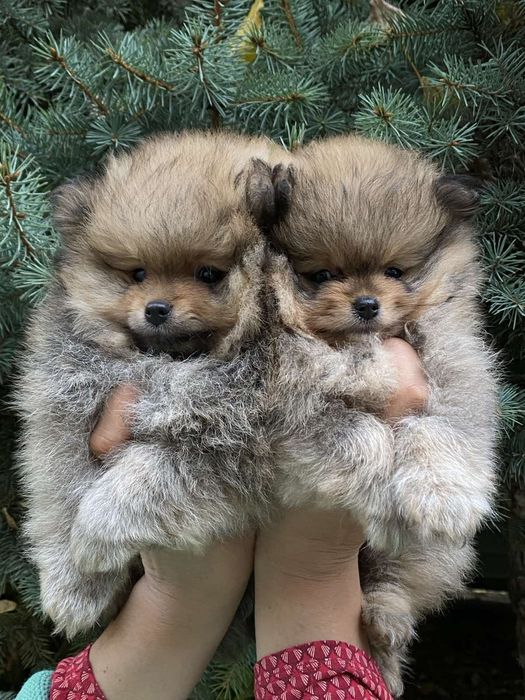 Померанський шпіц хлопчик і дівчинка