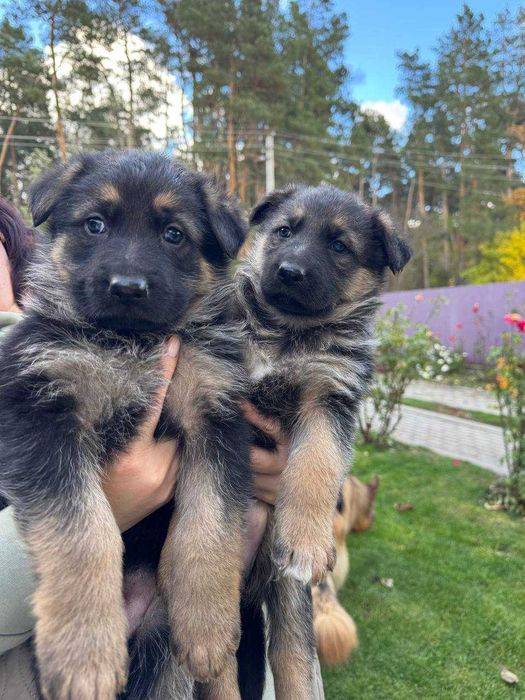 Щенята німецької вівчарки