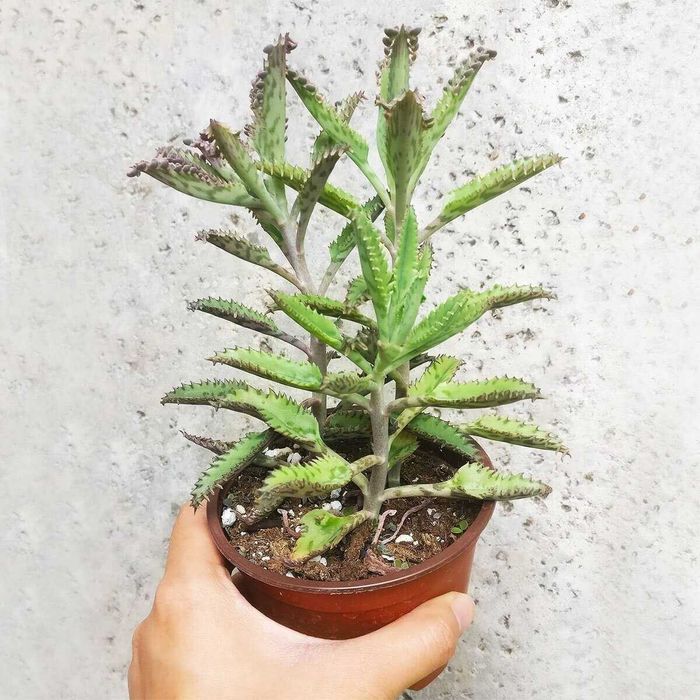 PROMOÇÃO Portes GRATIS Suculentas Catos Aranto Kalanchoe 7 Plantas