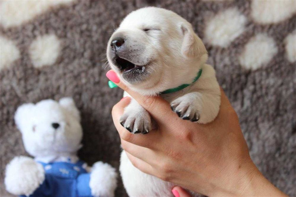 Лабрадор ретривер