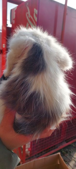 Кошеня у добрі руки