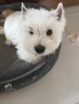 West terrier piesek