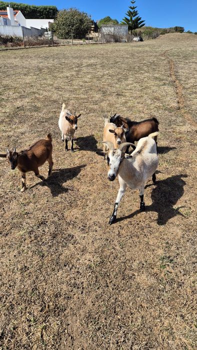 Cabras anãs fêmeas para venda