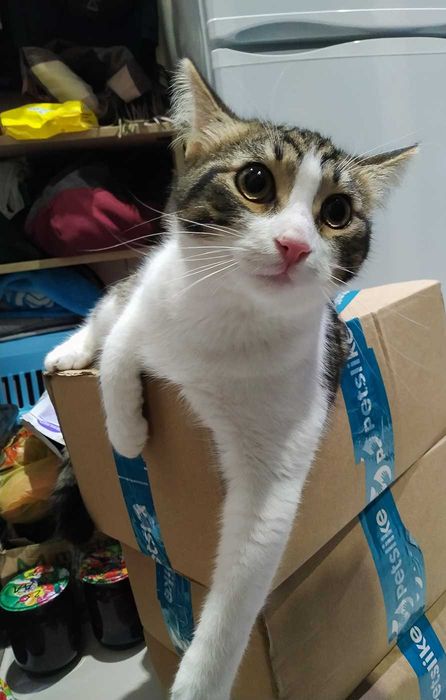 Котенок, мальчик в добрые заботливые руки. Бесплатно