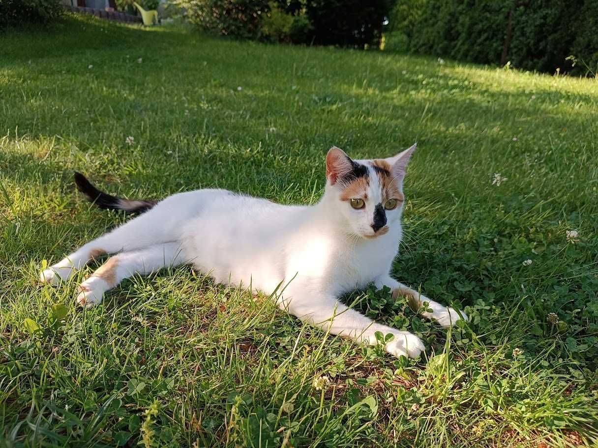 Para kociczek wysterylizowanych do adopcji