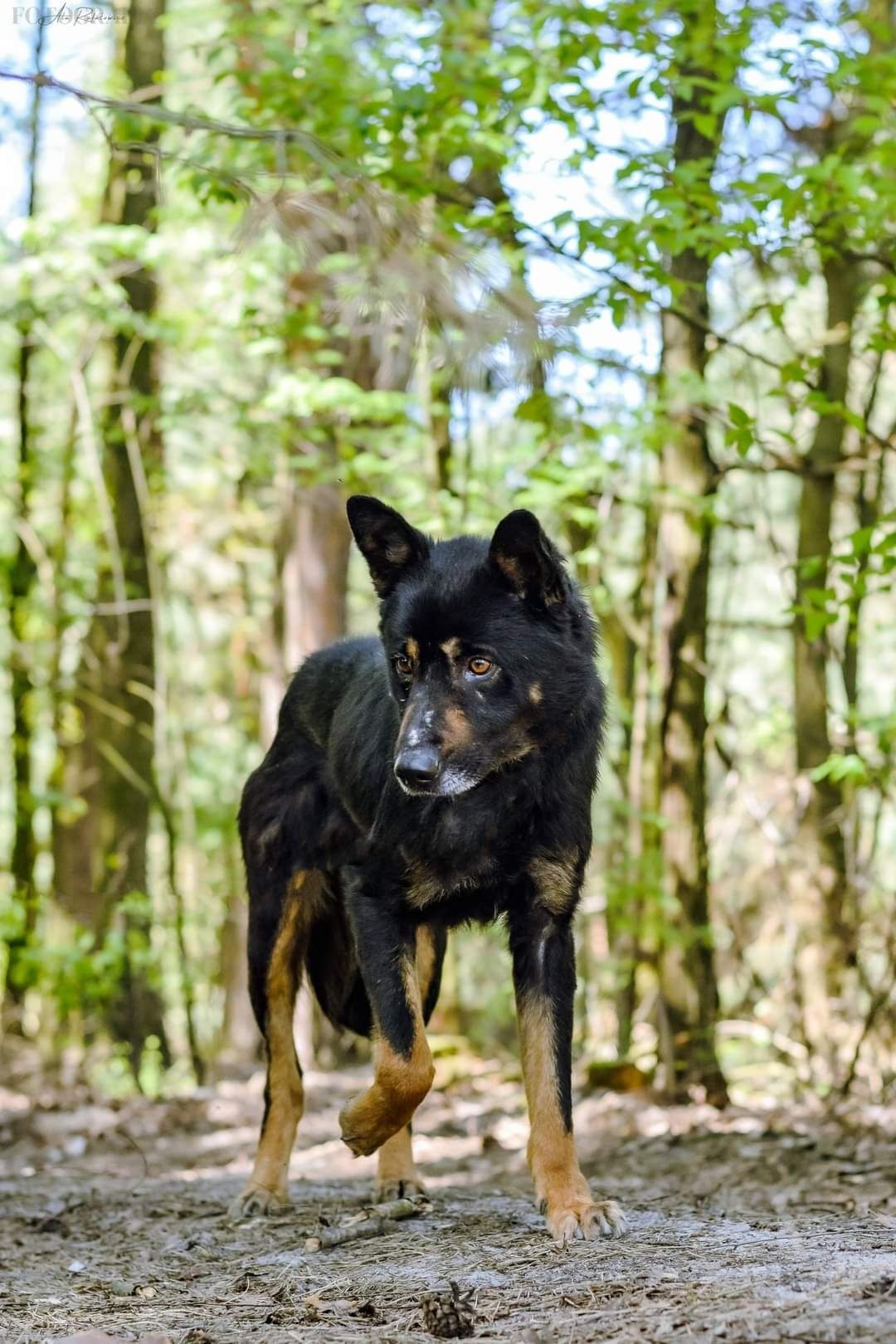 Cudowny Harm poleca się do adopcji!