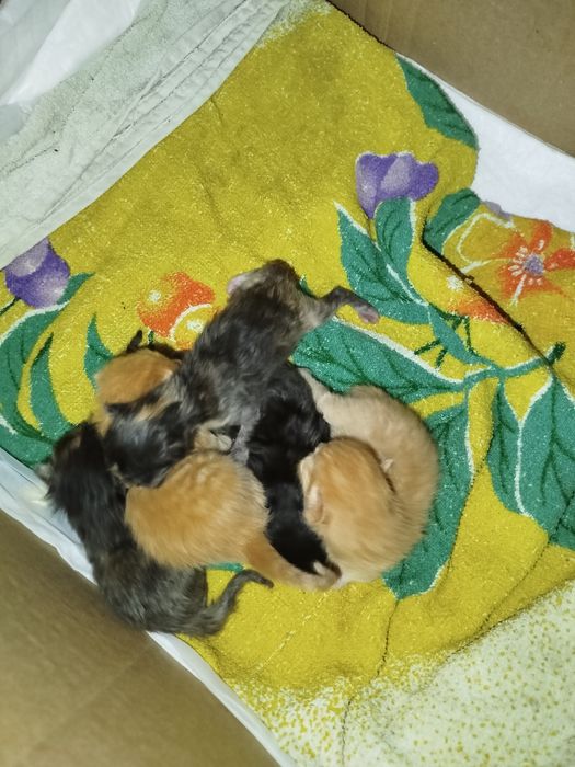 Уважно читати Мейн куни котята.