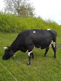 Дійна корова, віком 5 років, ціна 28000, можливий торг.