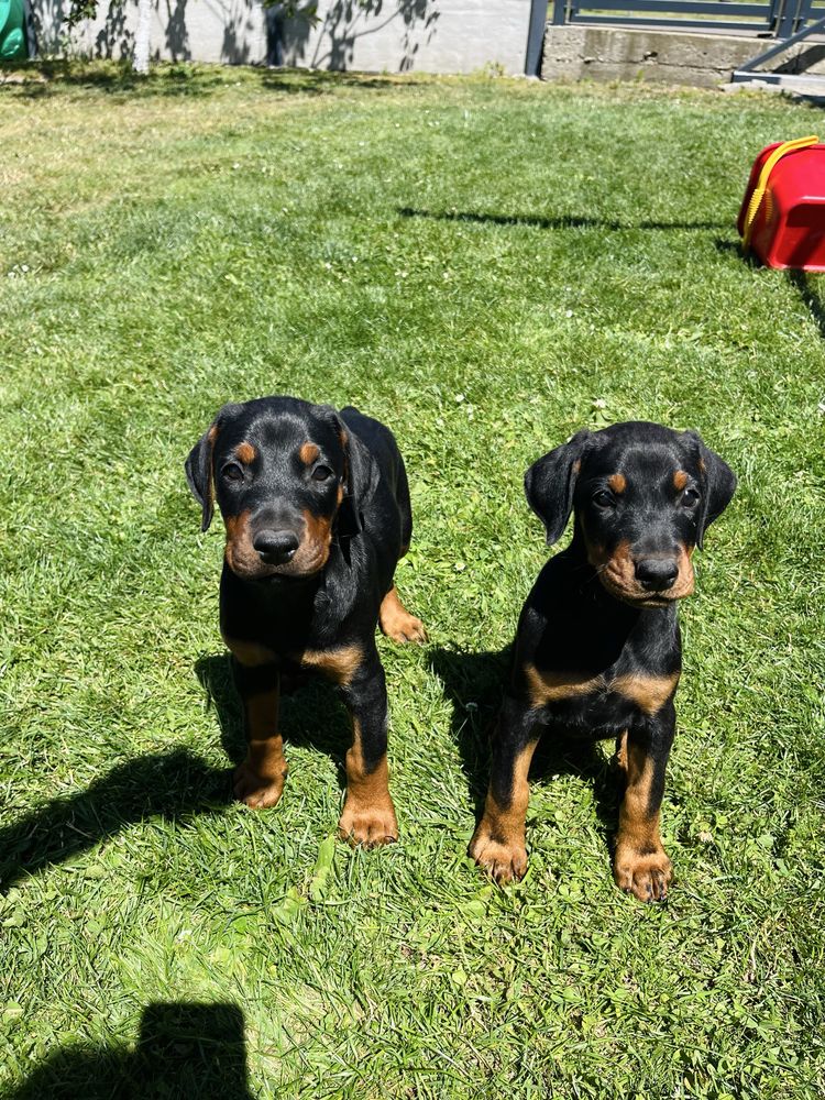 Szczeniak Doberman!! Gotowy do odbioru!!