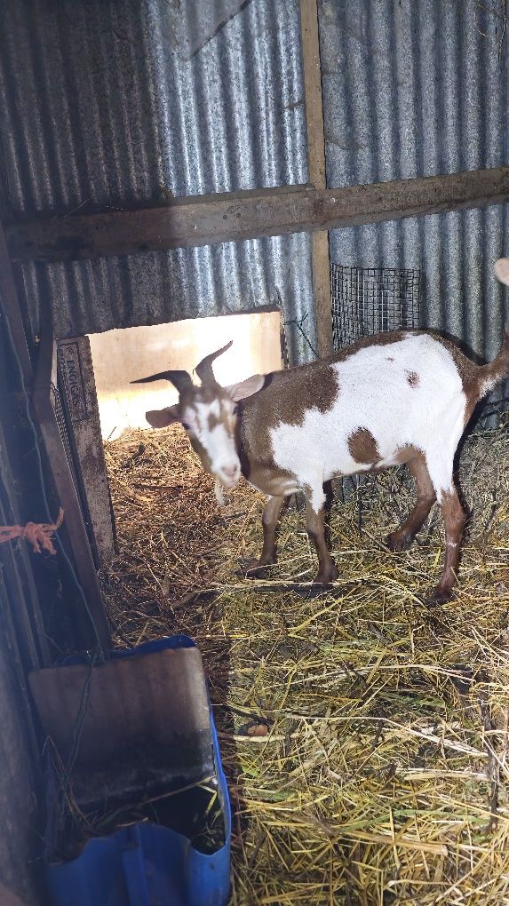 Cabras e Chibo à venda!!