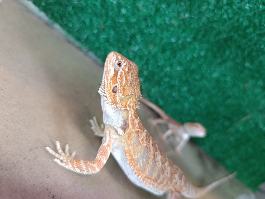 Młoda agama brodata