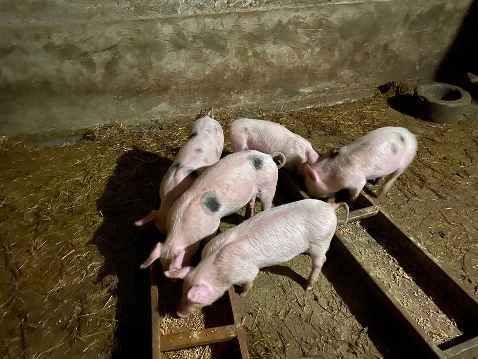 Leitões para criar ou assar