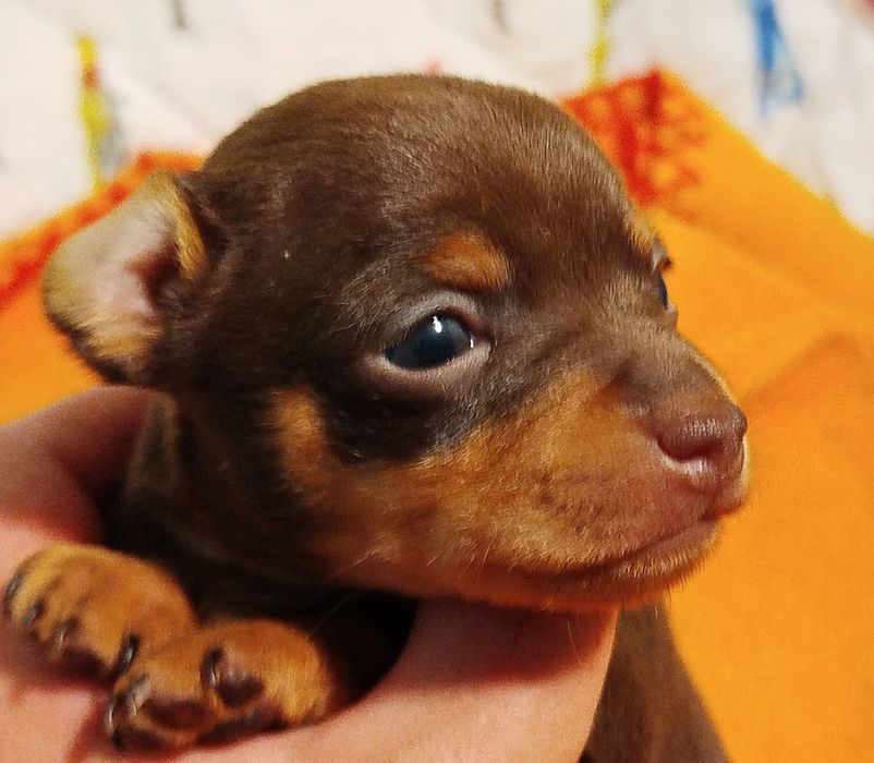 Пражский крысарик,щенки.