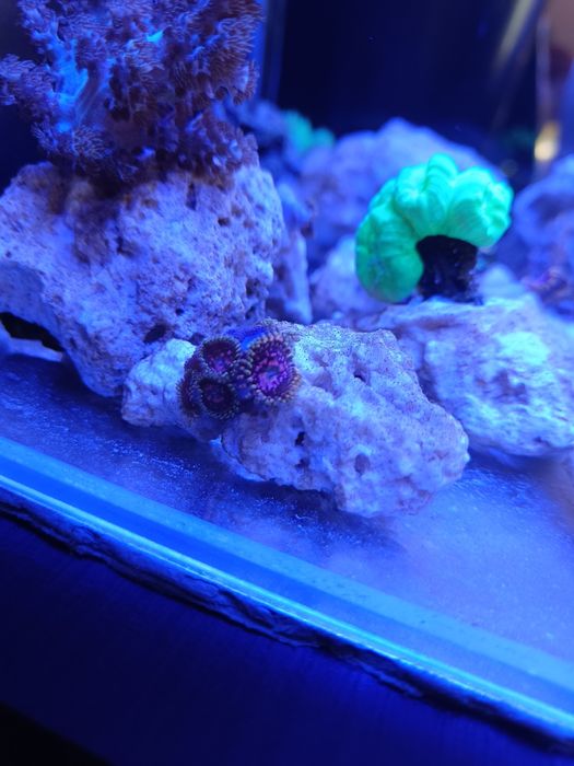 Zoanthus stratosphere