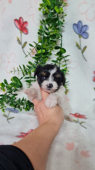 Yorkshire Beiwer mini de qualidade