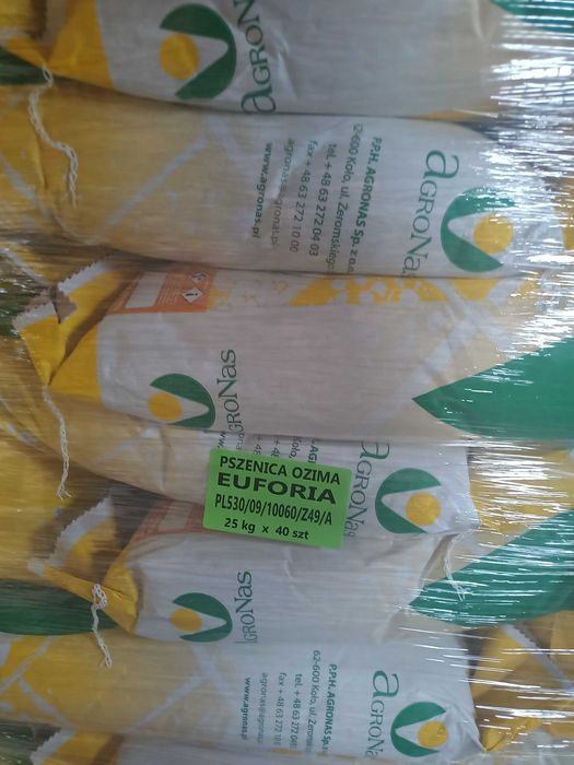Pszenica Ozima Euforia, pszenica do siewu zaprawiana