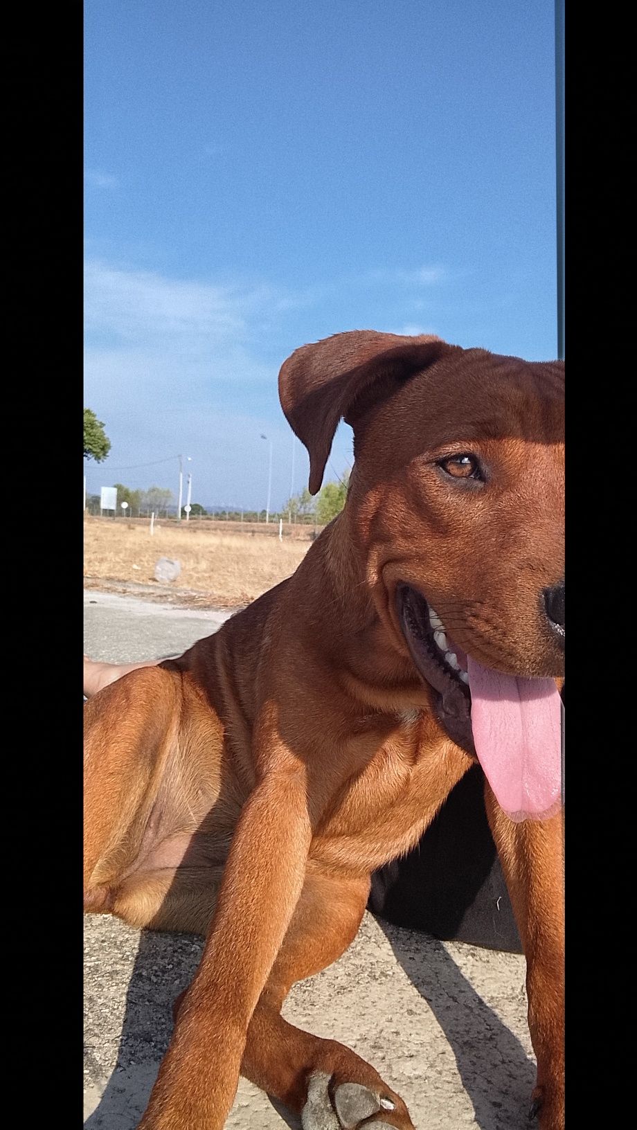 Cão para adopção