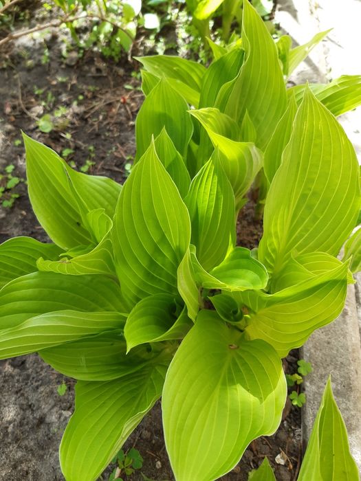 Хоста вздутая (Нosta ventricosa)