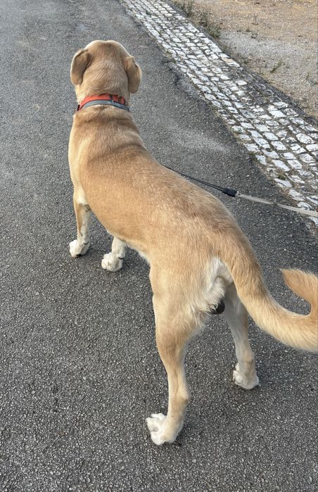 Cão Rafeiro Alentejano