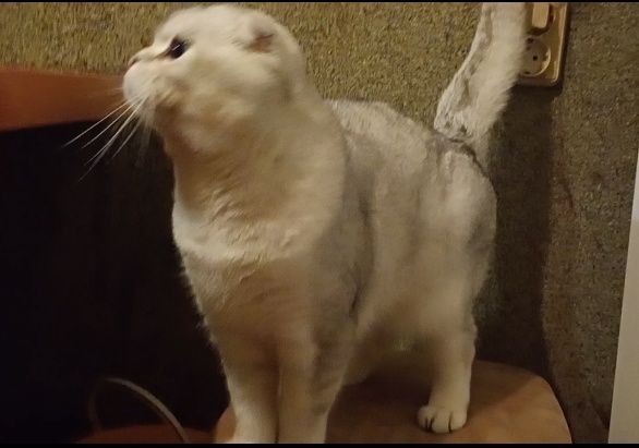 Скоріш фолд срібна шиншила.