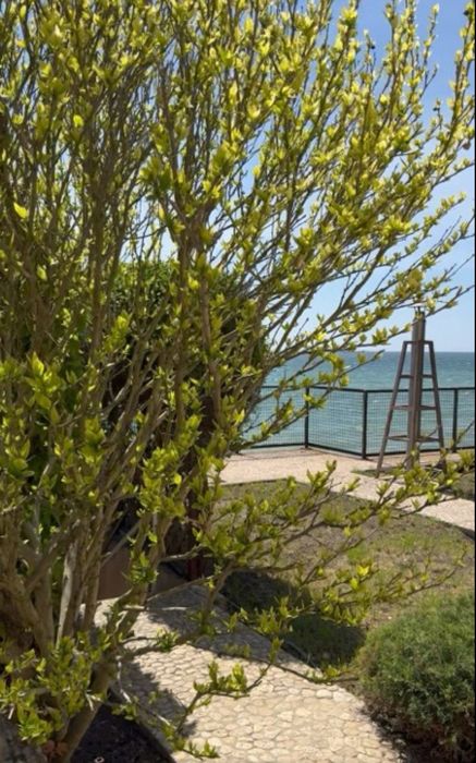 Оренда будинку Д. Ковалевского  Золотая горка