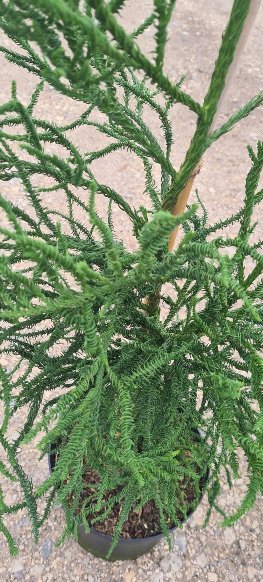 Cryptomeria japońska  cristata rasen