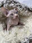 Menina Sphynx com kit de boas vindas