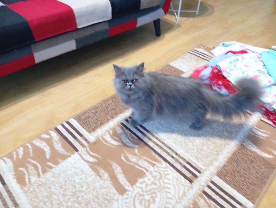 Kotka Perska Długowłosa