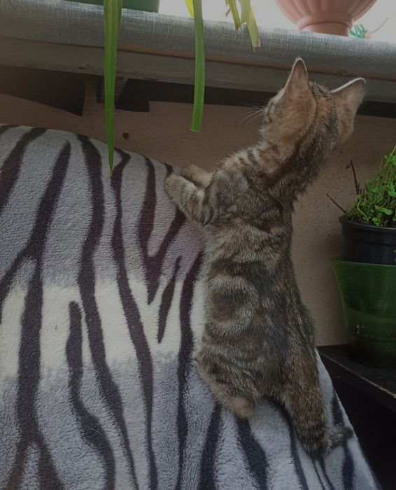 Подарю мышеловку!