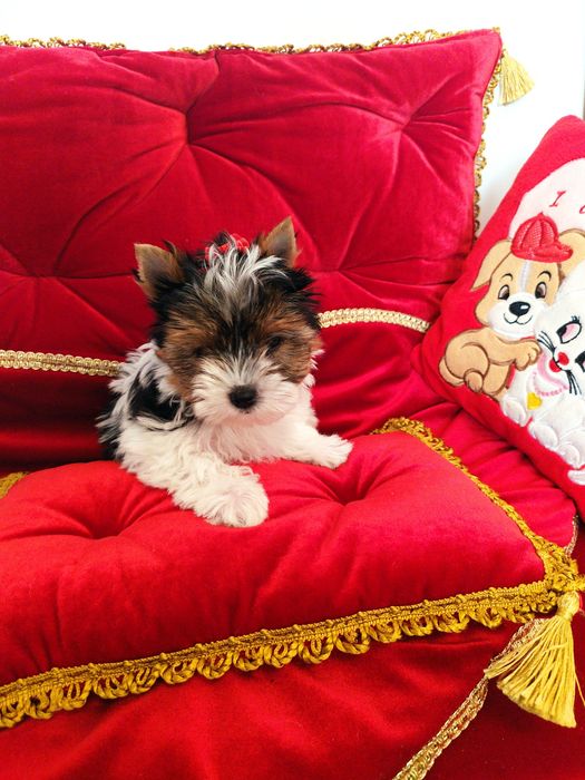 Śliczna suczka Figa z metryką ZkwP/FCI Biewer Yorkshire terrier.