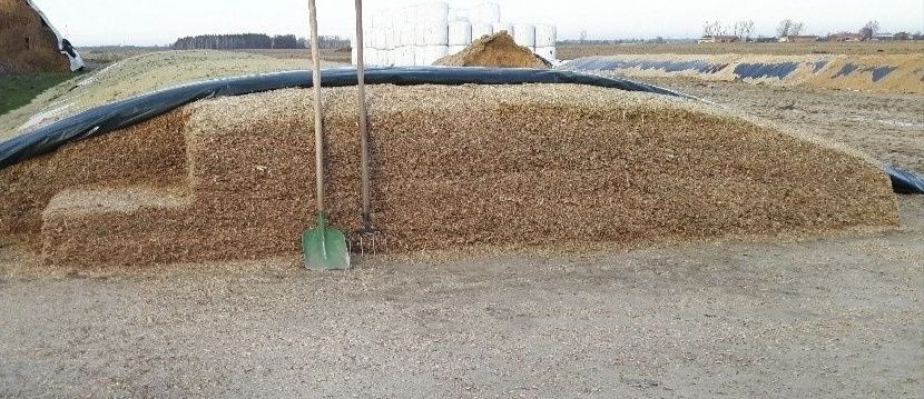 Kukurydza kiszonka z kukurydzy pryzma z kukurydzy