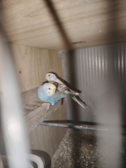 Periquitos para venda