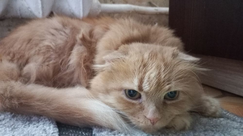 Віддам кота в добрі руки