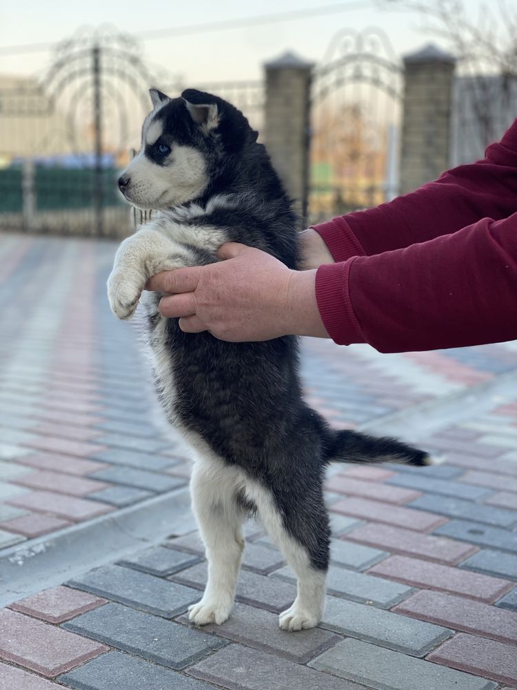 Дівчинка сибірської Хаски