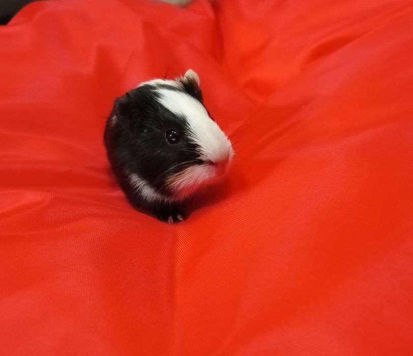 Maleńkie świnki morskie ,mix kolor,Słodkie Maleństwa-Sklep Zoologiczny