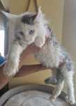 Cudowny, niebieskooki kocurek Maine Coon