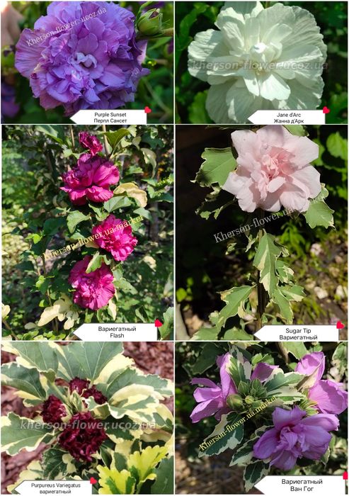 Виолет Клер Дабл - махровый древовидный гибискус