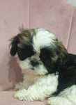 Piesek shih tzu TRICOLOR Rodowód IVpokoleniowy, CHIP