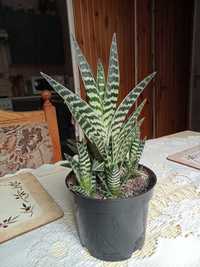 Kaktus wysokość 22 cm od doniczki