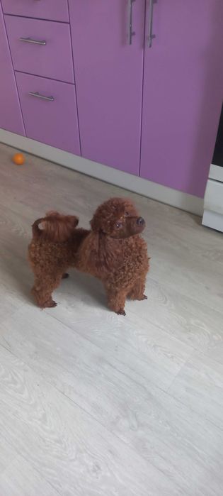 Вязка Той пудель