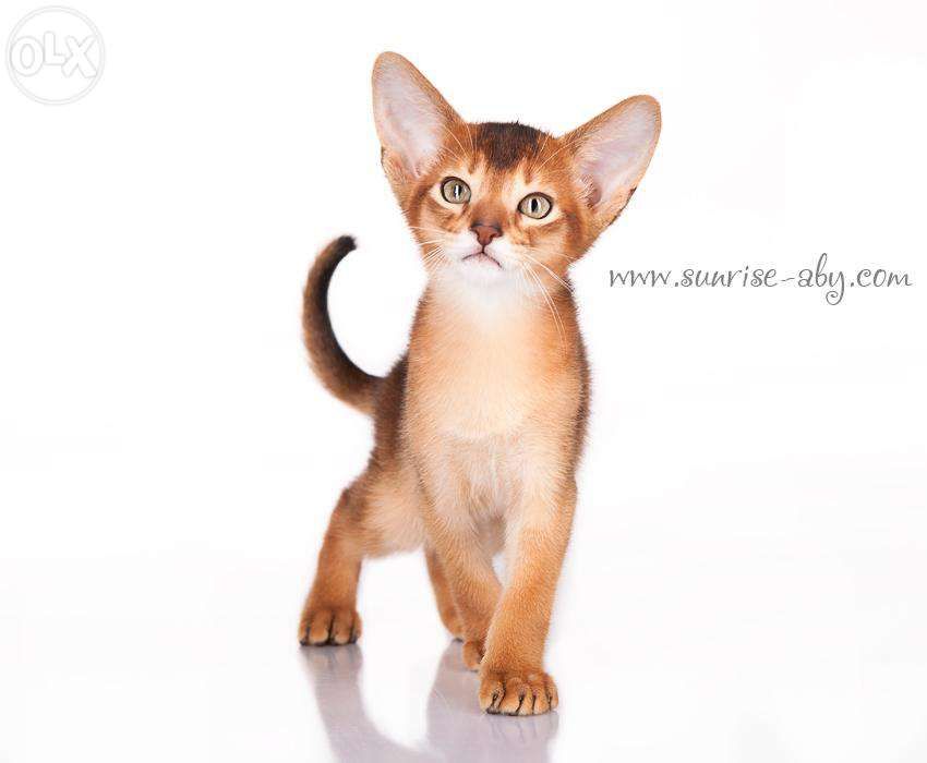 Абиссинский котенок - американский тип