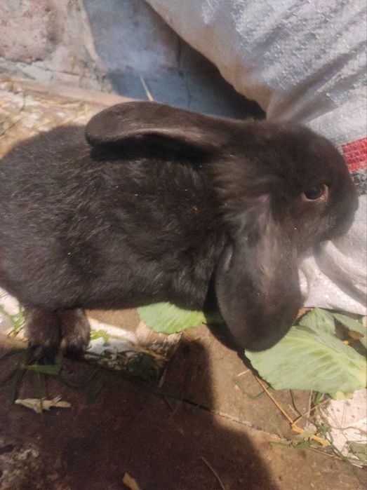 Продам кроликів 2 місяців