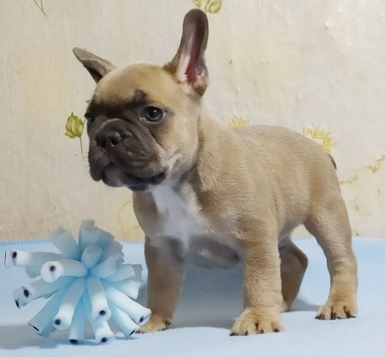 Малыш франичек бульдог
