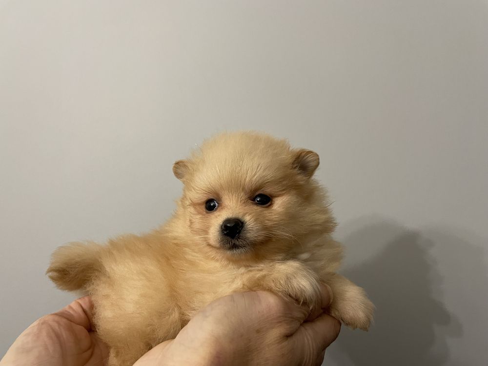 Pomeranian suczka mini
